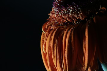 Image showing  withered flowers gerbera on a black