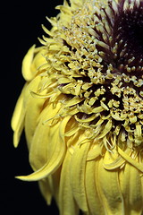 Image showing  yellow gerbera on black