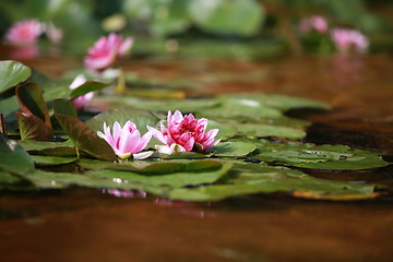 Image showing waterlily red lotus