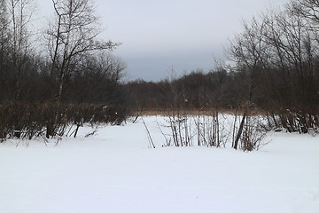 Image showing  swamp winter landscape