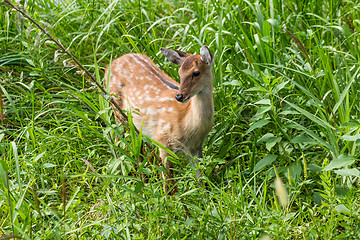 Image showing Deer fawn standing in tall grass