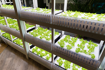 Image showing Fresh lettuce growing in an hydroponics system