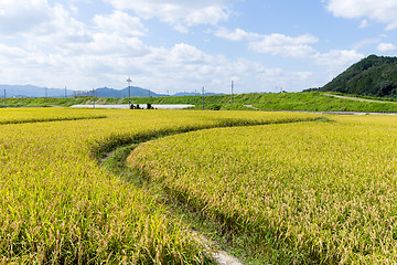 Image showing Walkway though Paddy rice field