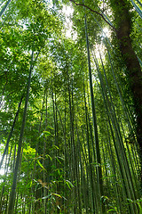 Image showing Asian Bamboo forest with morning sunlight