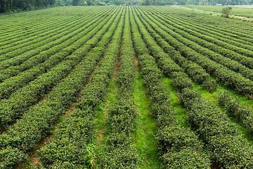 Image showing Tea tree farm