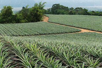 Image showing Pineapple in a garden Farms in TaiTung, TaiWan