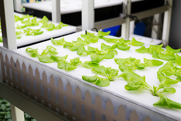 Image showing Indoor Hydroponics rack