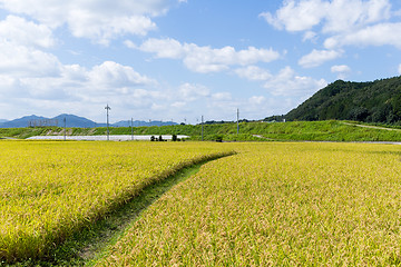 Image showing Green rice field with footpath