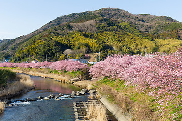 Image showing Sakura in japanese city