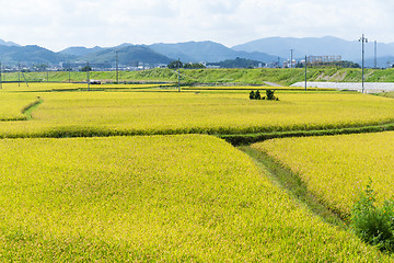 Image showing Paddy rice field