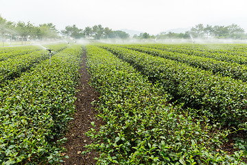 Image showing Tea plantation fields with water sprinkler system