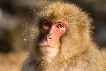 Image showing Monkey in Japan