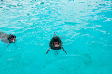 Image showing Dolphin and Whale in aquarium