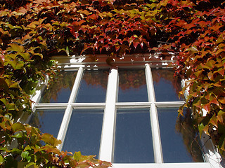 Image showing autumn window