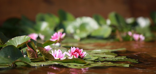 Image showing waterlily wildflower red lotus