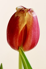 Image showing  red tulip macro