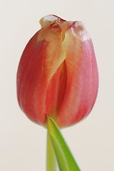 Image showing  red tulip on white