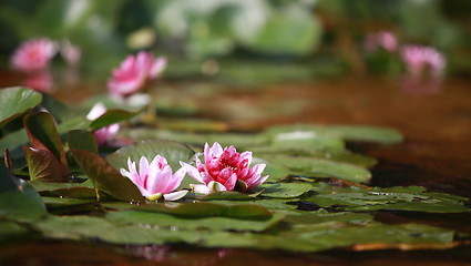 Image showing wildflower red lotus
