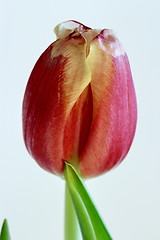Image showing  One flower of red tulip