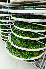 Image showing Fermentation racks of tea in factory