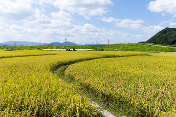 Image showing Autumn rice meadow