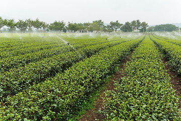 Image showing Green tea plant with water supply