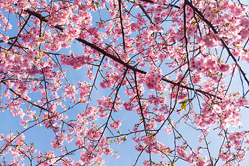 Image showing Sakura against blue sky