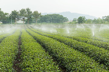 Image showing Green Tea Plantation Fields with water sprinkler system