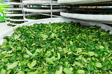 Image showing Fermentation of tea in factory