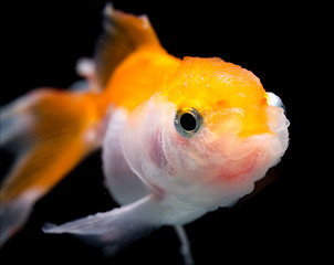 Image showing Beautiful Gold fish