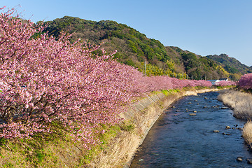 Image showing Kawazu Cherry 