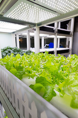 Image showing Cultivation hydroponics green vegetable in farm