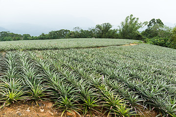 Image showing Pineapple field