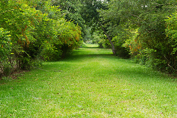 Image showing Gardening