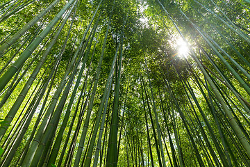 Image showing Bamboo forest