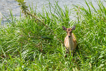 Image showing Roe Deer