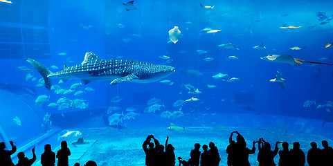 Image showing Japan Okinawa aquarium 