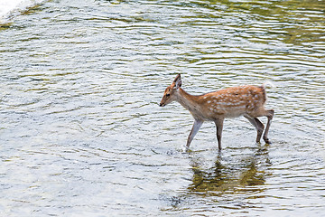 Image showing Roe deer walking though the lake