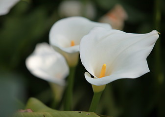 Image showing calla white flowers