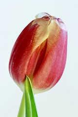 Image showing  red tulip isolated on white 