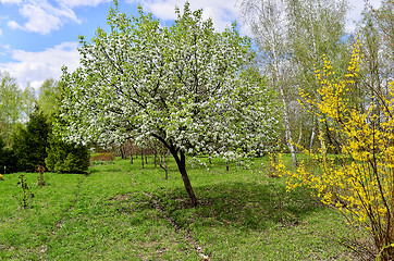 Image showing Flowering trees in autumn garden on a sunny day