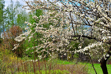 Image showing Blooming plum tree in spring garden on a sunny day