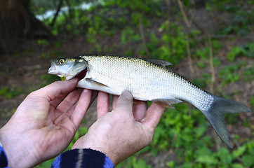 Image showing Asp (Aspius aspius) Fish in hand fisherman closeup