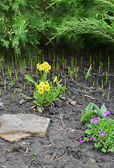 Image showing Blooming primroses in the garden in the garden in spring