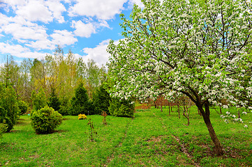 Image showing Flowering trees in autumn garden on a sunny day