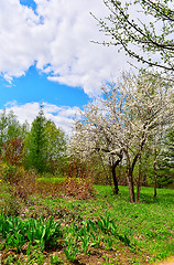 Image showing Flowering trees in autumn garden on a sunny day