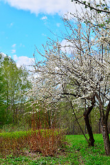 Image showing Flowering trees in autumn garden on a sunny day