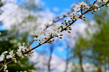 Image showing Flowering trees in autumn garden on a sunny day