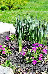 Image showing Blooming purple primrose in a flowerbed in spring