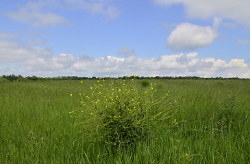 Image showing Rural summer landscape 